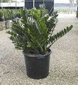 aroid palm, fat boy,eternity plant, Zanzibar gem, ZZ plant, Zuzu plant, aroid palm, eternity plant a